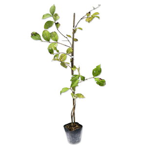 ^jEcM 0.5m 10.5cm|bg 10{ c