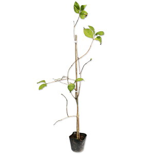 ^jEcM 0.8m 10.5cm|bg c