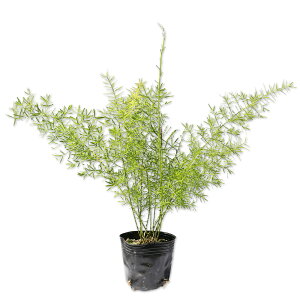 AXpKX XvQ[ 9.0cm|bg c