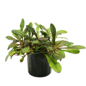 AWK `R[g`bv 9.0cm|bg 30{ c