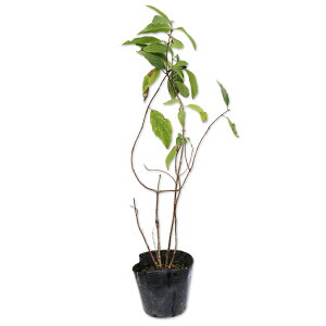mEcM 0.3m 10.5cm|bg c