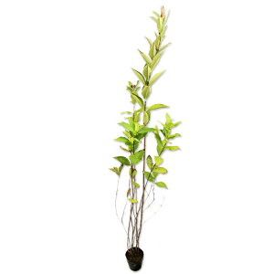 nRlEcM 1.5m 15cm|bg 10{×2 c
