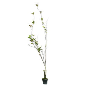 nRlEcM 1.7m 15cm|bg 10{ c