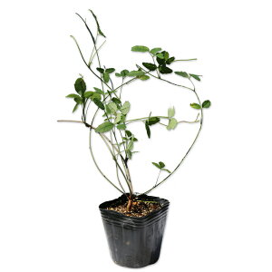 �~�c�o�A�P�r 9.0cm�|�b�g �c