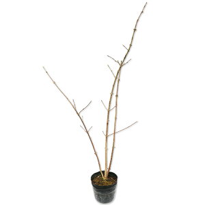 IIf} 0.8m 15cm|bg c