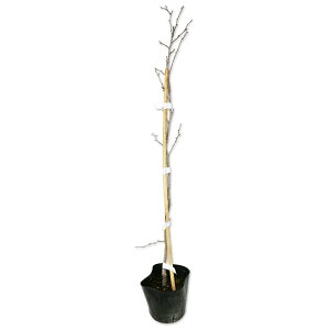 EhL 0.3m 10.5cm|bg c