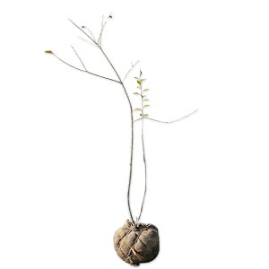 �E�����h�L 1.2m �I�n �c