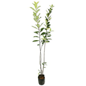 AjA 0.5m 10.5cm|bg 10{ c