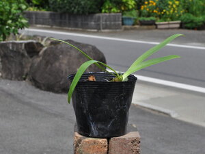 AKpTX n 10.5cm|bg c