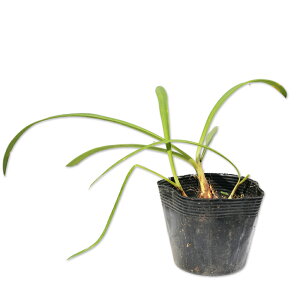 AKpTX u[gCAt@[^[ 10.5cm|bg c