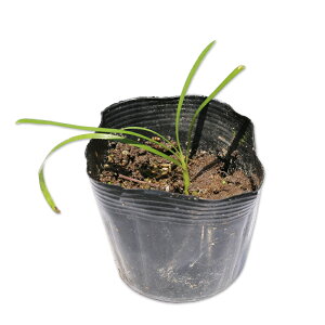 AKpTX |[[ACX 10.5cm|bg c