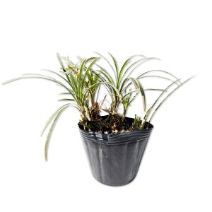 �I�I�o�W���m�q�Q ������ 10.5cm�|�b�g 10�{ �c