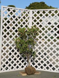 イチゴノキ 1m 露地 苗