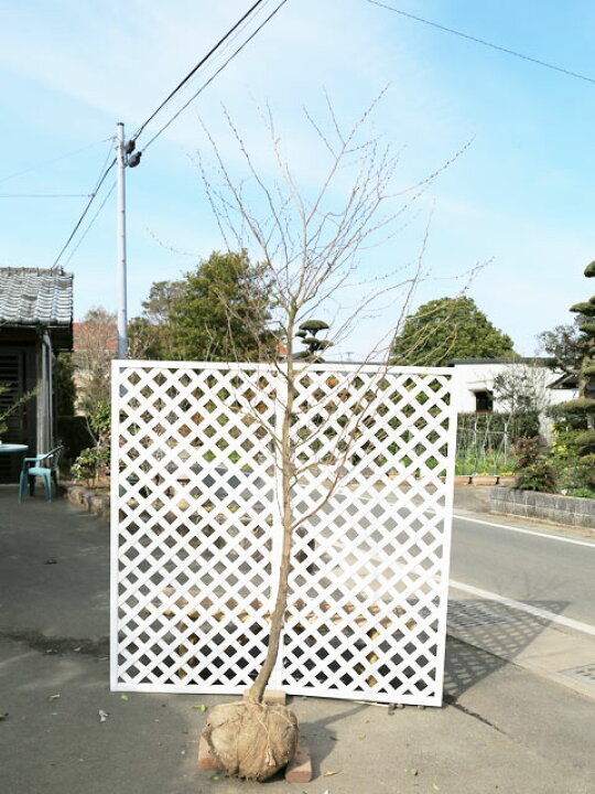 楽天市場】エゴノキ ピンクチャイム 単木 2.5m 露地 苗木 : トオヤマ 
