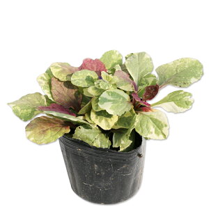 AWK o[KfB[O[ 9.0cm|bg c