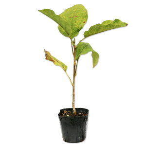 II}Q 0.2m 10.5cm|bg c