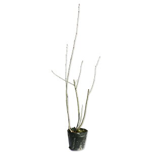 AjA mJp 0.3m 12cm|bg c