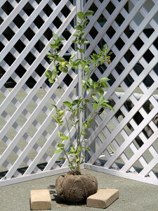 AjA mJp 0.8m In 2{ c