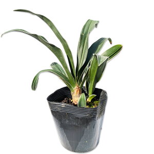 Ig O  10.5cm|bg 5{ c