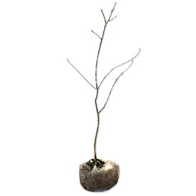 アラゲアオダモ 単木 1m 露地 苗