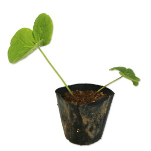 ILUX (iws) 9.0cm|bg 25{ c