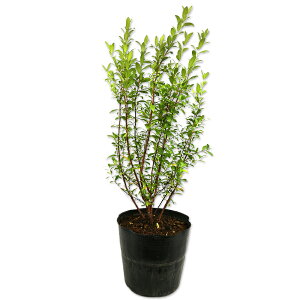 MoCJ 0.4m 15cm|bg c