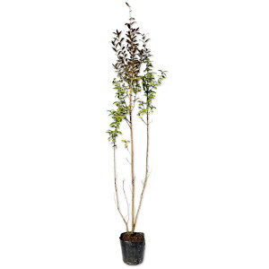 MoCJ 0.5m 10.5cm|bg c