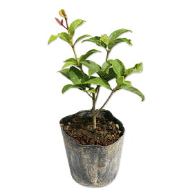 キンモクセイ 0.1m 10.5cmポット 苗