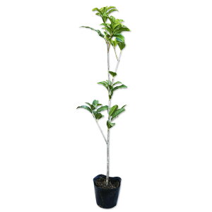 LNZC 0.5m 10.5cm|bg 30{ c