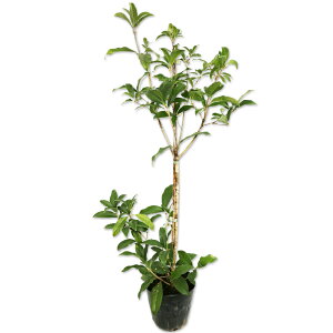 LNZC 0.5m 15cm|bg c