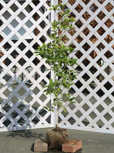 �l�G�炫���N�Z�C 0.8m �I�n �c