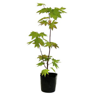 RnE`JGf  0.3m9.0cm|bg 10{ c