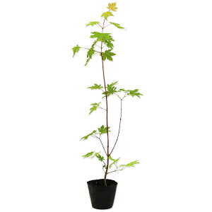 RnE`JGf  0.5m9.0cm|bg 10{ c