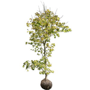 RnE`JGf  P 1.5m In c