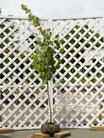 カツラ 単木 1.7m 露地 苗木