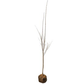 カツラ 単木 2.3m 露地 苗木