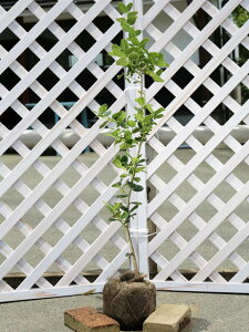 チャイニーズホーリー 1.2m 露地 苗