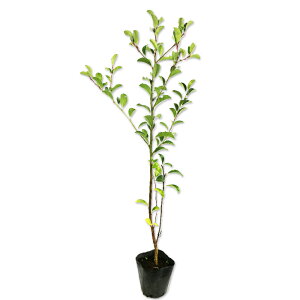 NKl` 0.5m 10.5cm|bg 30{ c
