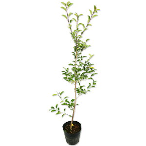 NKl` 0.8m 15cm|bg 5{ c