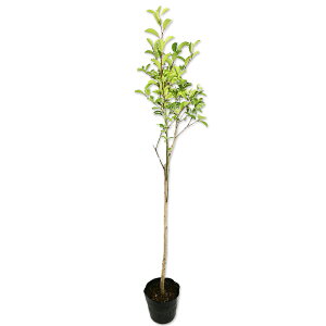 NKl` 1m 15cm|bg c