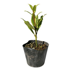 QbPCW 10.5cm|bg 30{ c