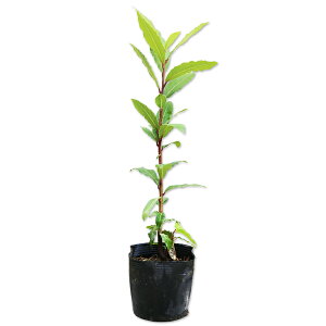 QbPCW 0.3m9.0cm|bg c
