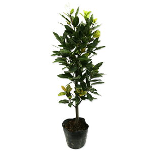 QbPCW 0.5m 15cm|bg c