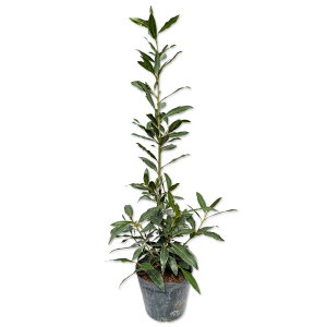 QbPCW I[A 0.5m 15cm|bg c