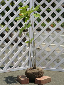 JN~m i2{܂ށj 0.8m In c