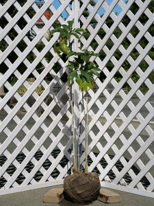 JN~m i2{܂ށj 1m In c