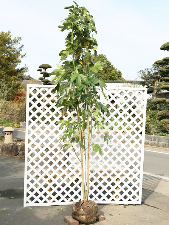 楽天市場】カクレミノ 株立ち（2本立ち含む） 2.5m 露地×2 苗木 