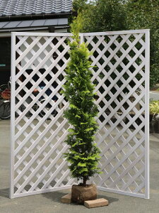 �N���v�V�[ 1.7m �I�n 3�{ �c��