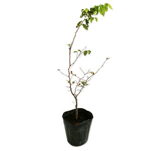 PL 0.3m 10.5cm|bg c