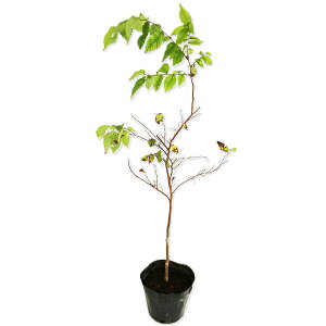 PL 0.5m 10.5cm|bg 30{ c
